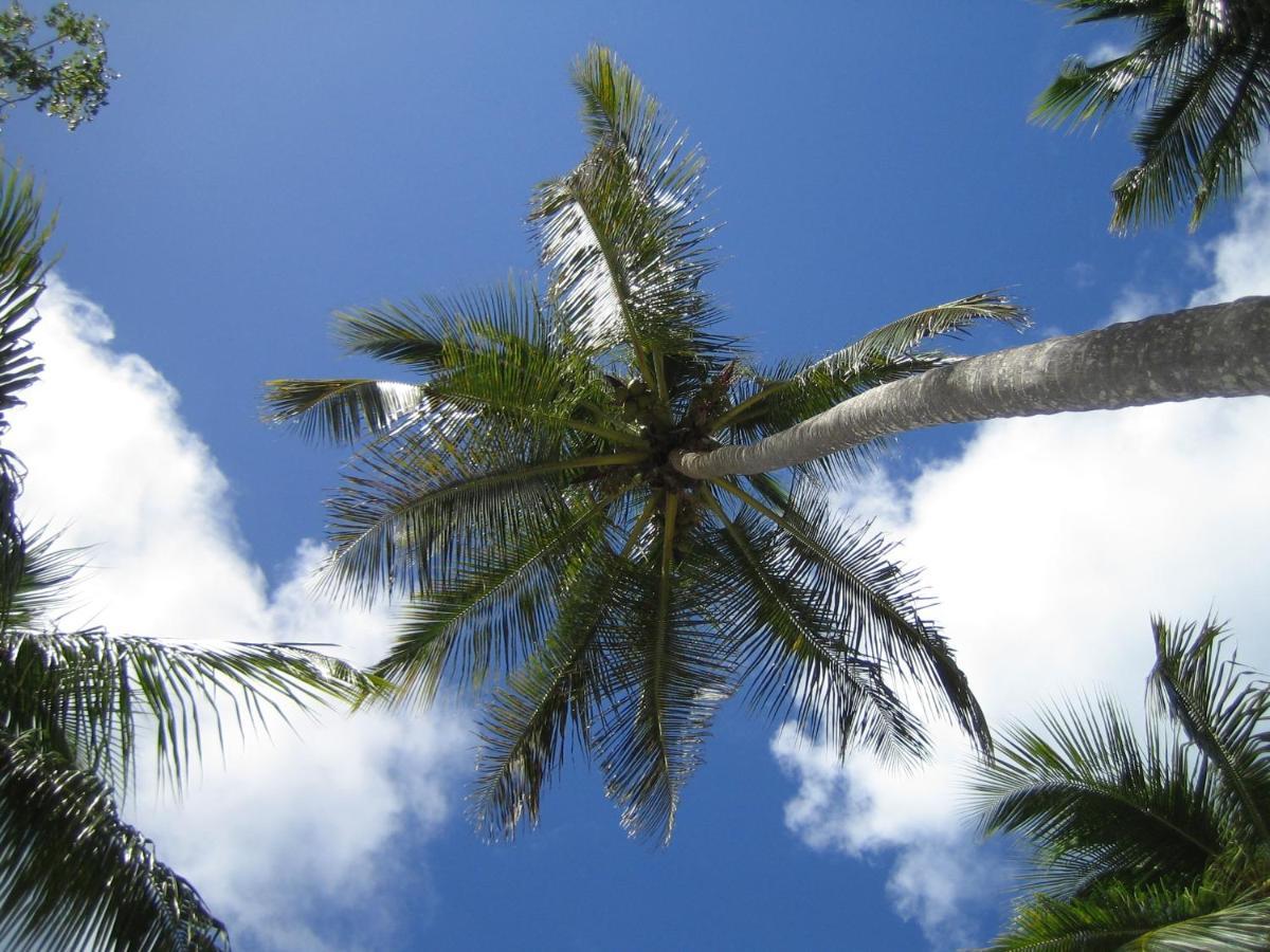 Palm-Covered House In The Tropical -Casa Oli Las Galeras Eksteriør billede